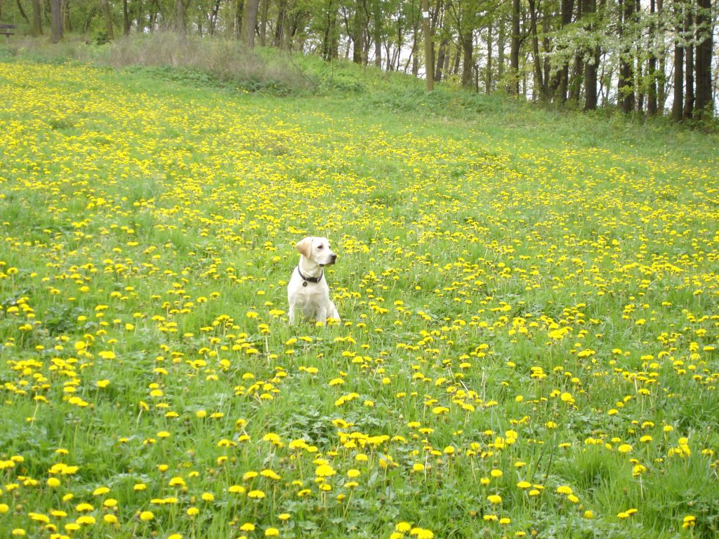 Hostivařský park 